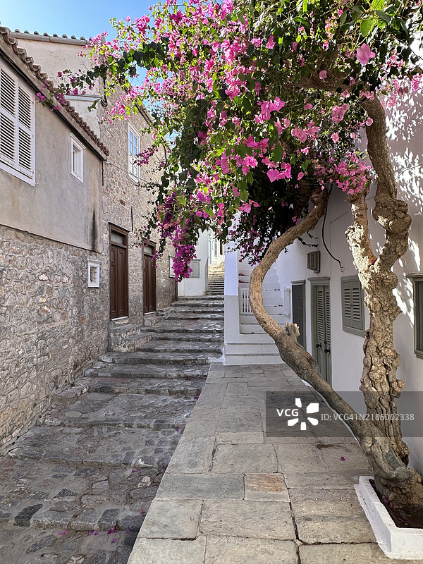 希腊萨罗尼克群岛海德拉岛狭窄街道上的粉色九重葛树图片素材