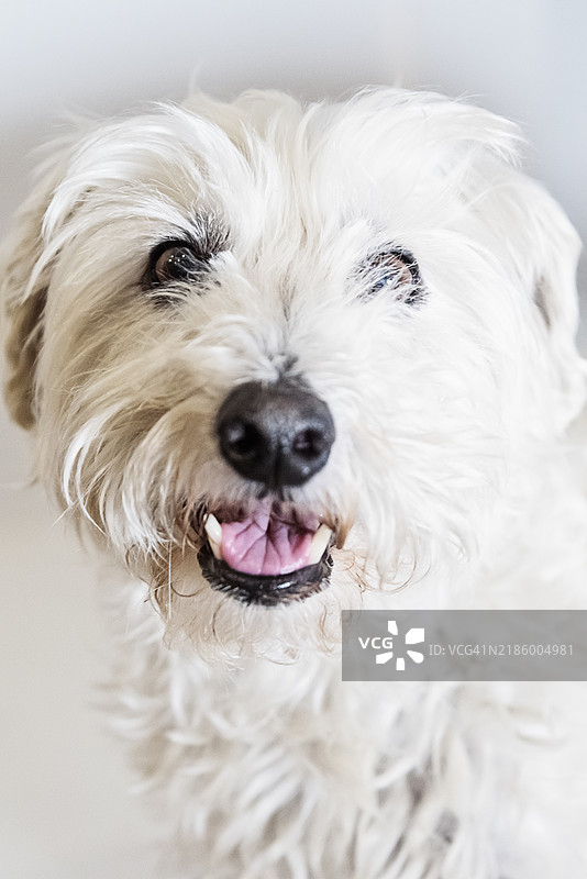 表现丰富的雄性比雄犬-威斯提犬在白色背景上。图片素材