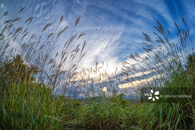 银色芒草与秋天的天空图片素材