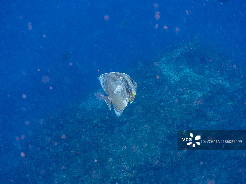 一只大型美丽的长鳍蝠鲼(Platax teira)和其他鱼类。静冈县南伊豆伊豆半岛的中木平海滩 - 2024年。图片素材