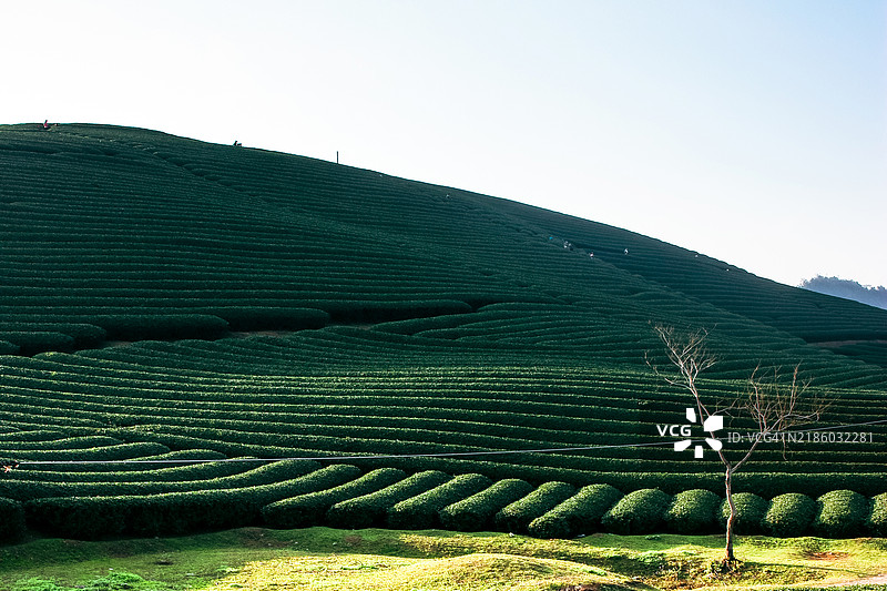 莫长高原日落时的茶园图片素材