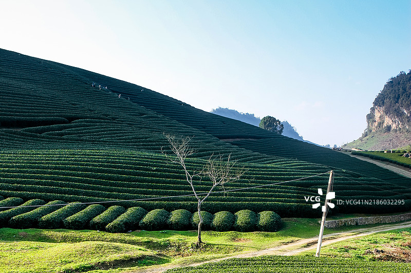 莫长高原日落时的茶园图片素材