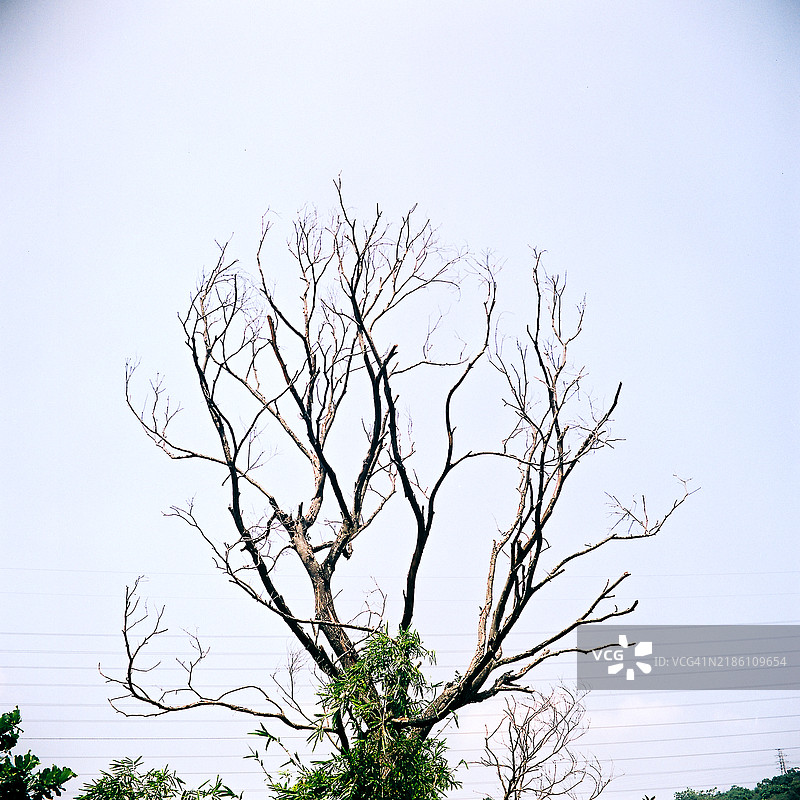 冬季树枝图片素材