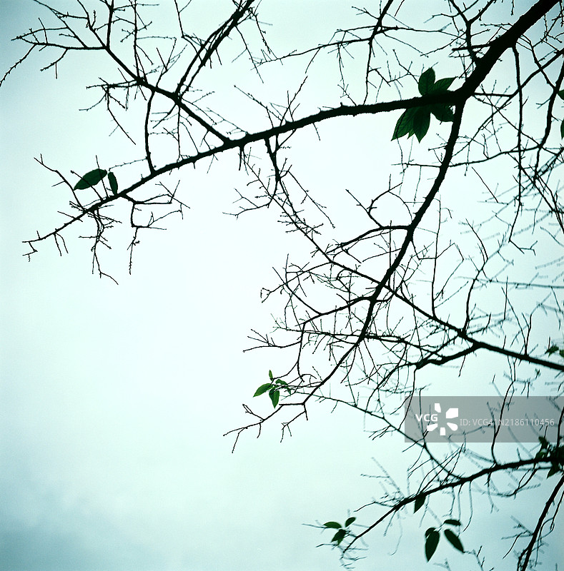 冬季树枝图片素材