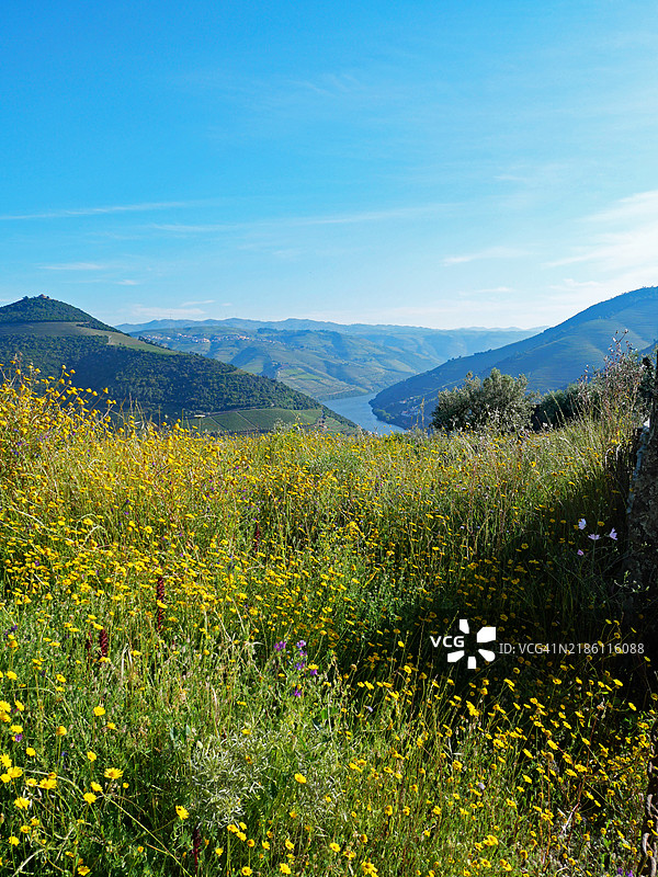 杜罗河谷的一片黄色野花田。照片拍摄于葡萄牙北部的平哈奥。阳光。自然色彩。图片素材