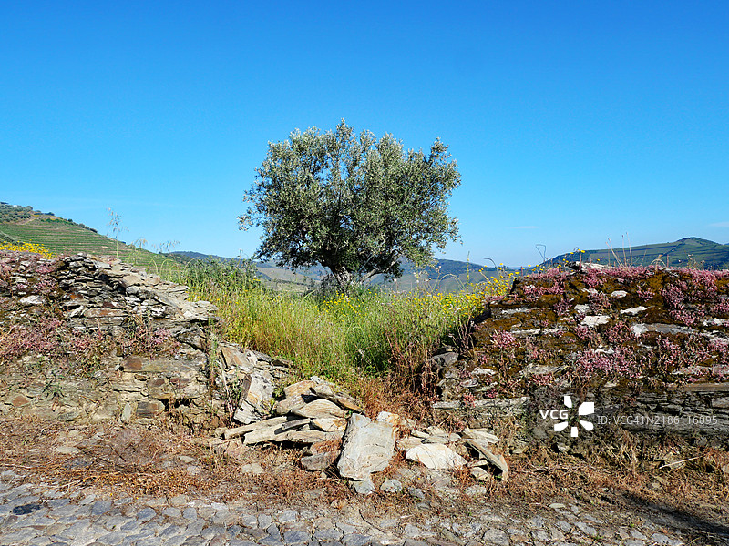一面风化破旧的石墙,旁边是一棵橄榄树,周围是开满野花的草地。葡萄牙北部的平哈。阳光。自然色彩。图片素材