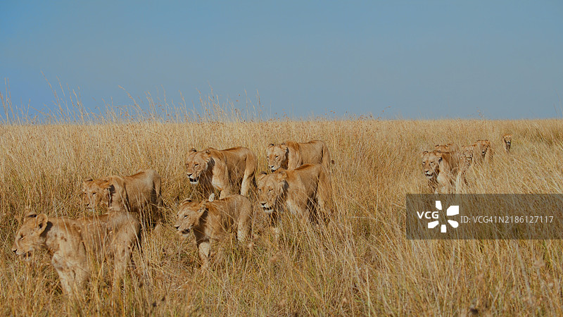 阳光明媚的草原上，狮子骄傲地走在野生动物保护区内图片素材