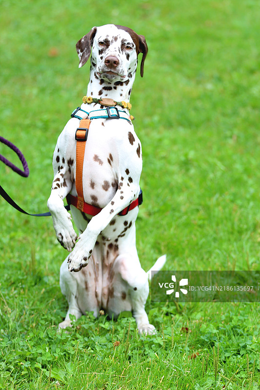 年轻的达尔马提亚犬站立并摆姿势拍照，注视着镜头图片素材