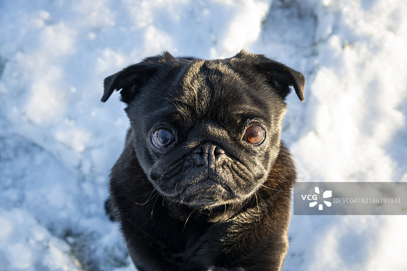 小黑色巴哥犬在雪地里图片素材
