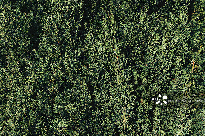 绿色叶子形成浓密的自然背景纹理图片素材