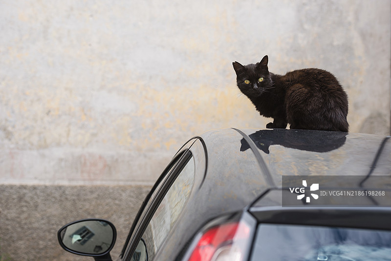 猫在汽车车顶上图片素材