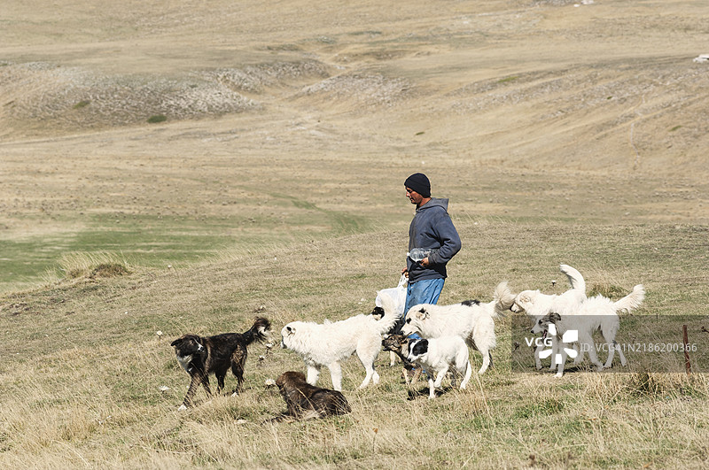 牧羊人与他的狗图片素材