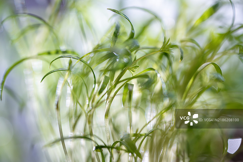 厨房里塑料盆中可食用辛辣草本植物的微型芽苗特写图片素材