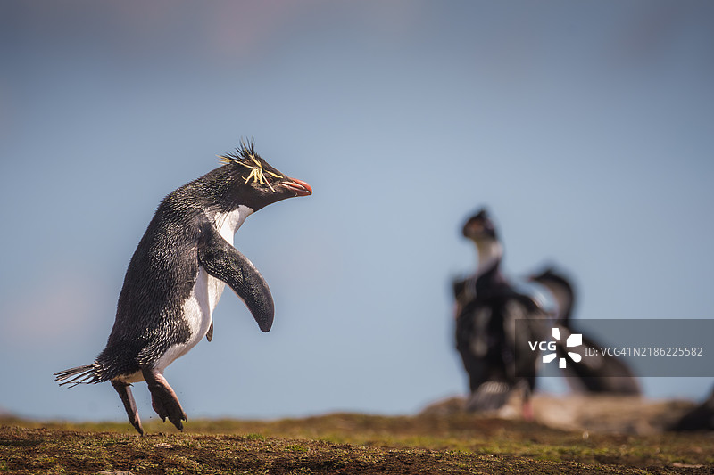 跳跃的岩石信天翁企鹅图片素材