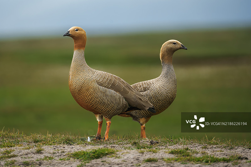 红头雁图片素材