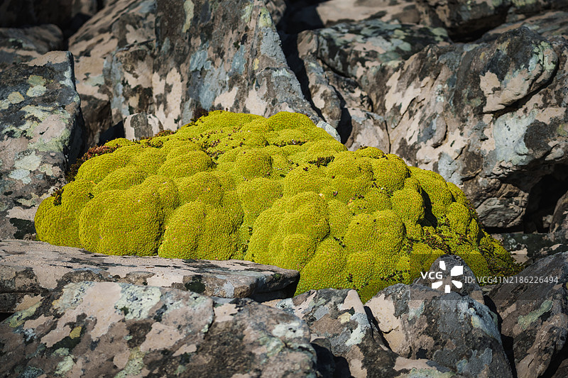 福克兰群岛的垫状植物图片素材