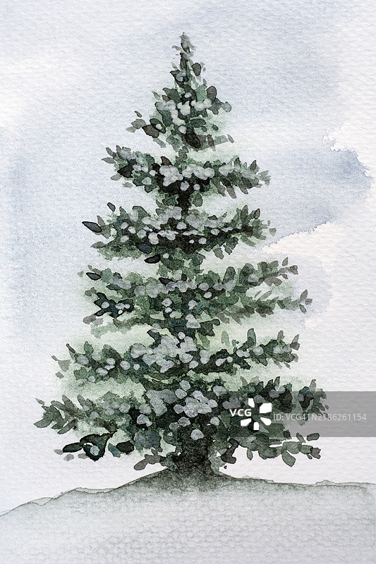 雪松 - 水彩画图片素材
