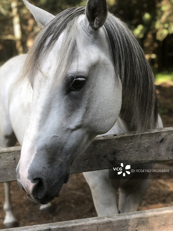 马厩中纯种马的特写，马萨诸塞州东法尔茅斯，美国图片素材