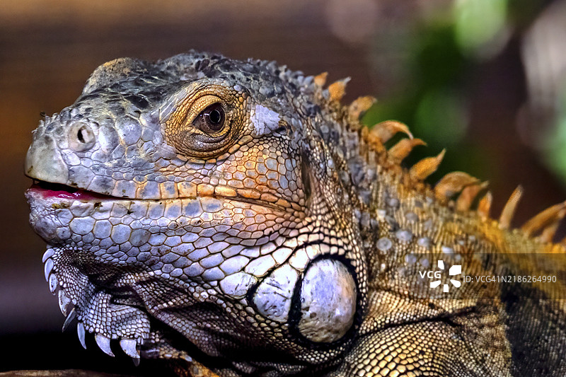 绿鬣蜥的特写镜头图片素材