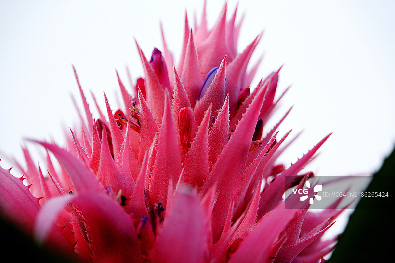 红色花朵的特写镜头图片素材