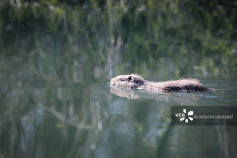 鸟在湖中游泳的特写镜头图片素材