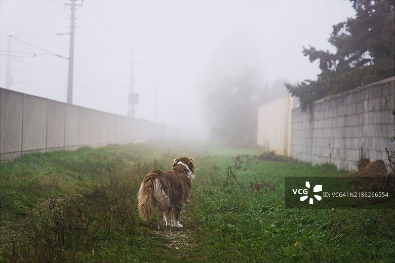 狗在田野上站立的背影图片素材