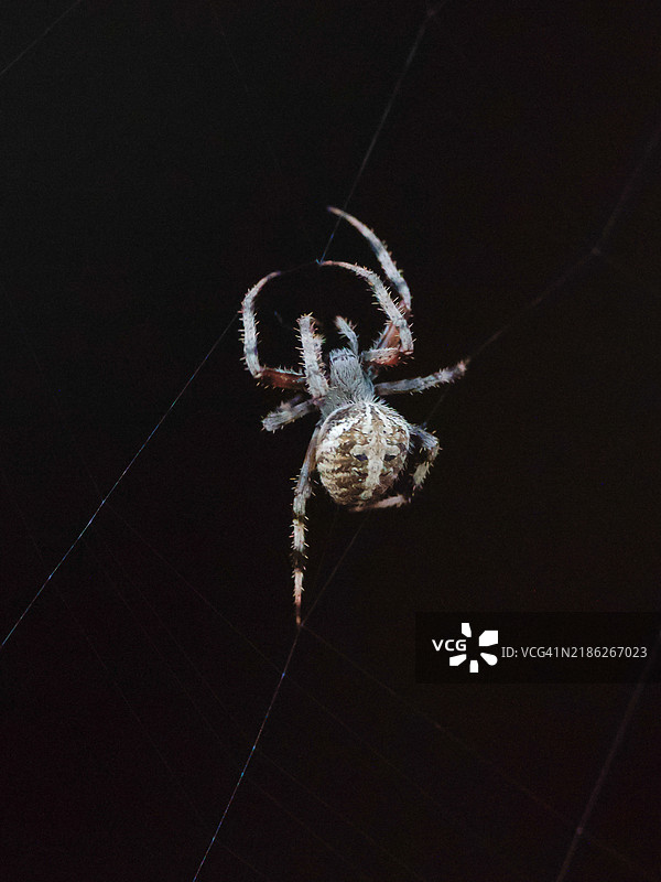 德克萨斯州，美国，蜘蛛特写镜头图片素材