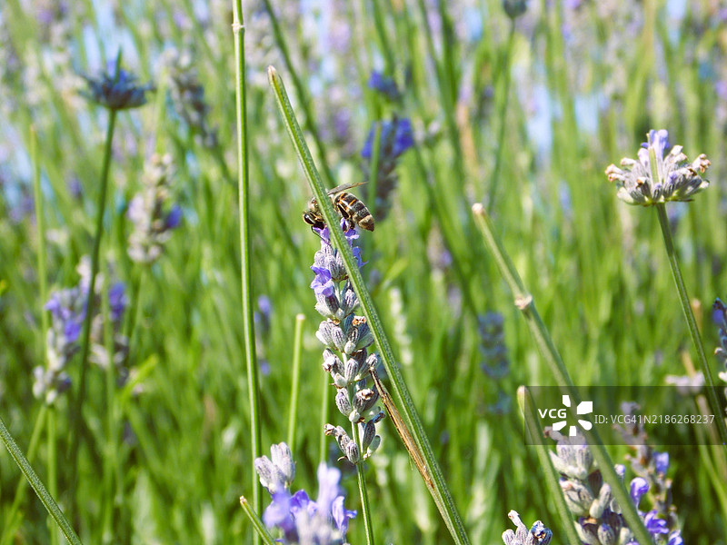 紫色花朵上的蜜蜂特写图片素材