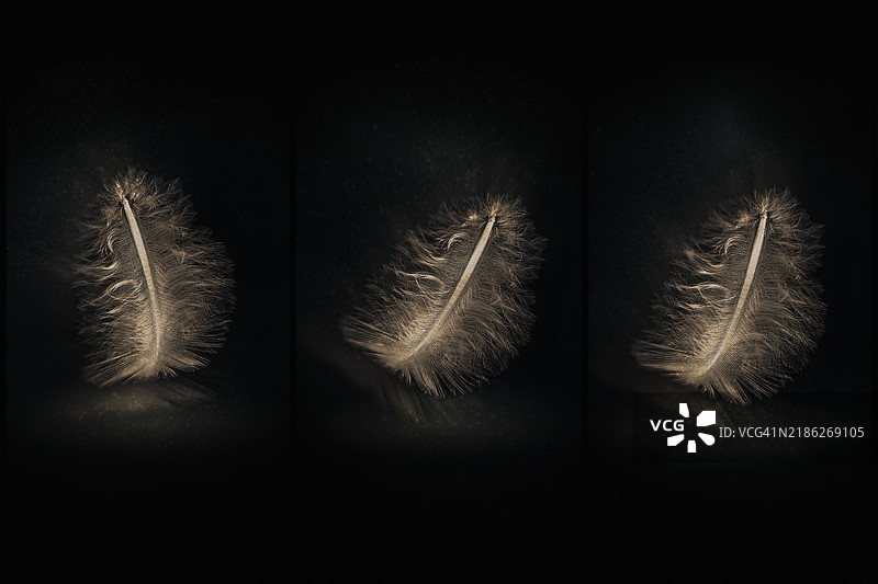 黑色背景下的羽毛特写图片素材