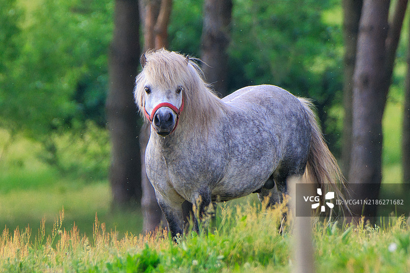 在田野上站着的小马肖像图片素材