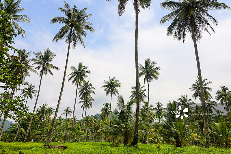 棕榈树与天空的美丽景色图片素材