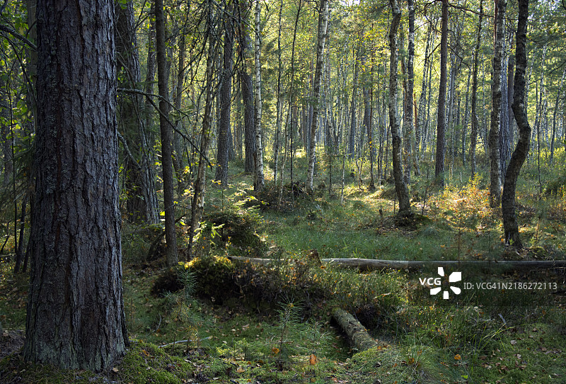 森林中的树木图片素材