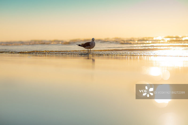 海鸥侧面停在德克萨斯州加尔维斯顿海滩的岸边图片素材