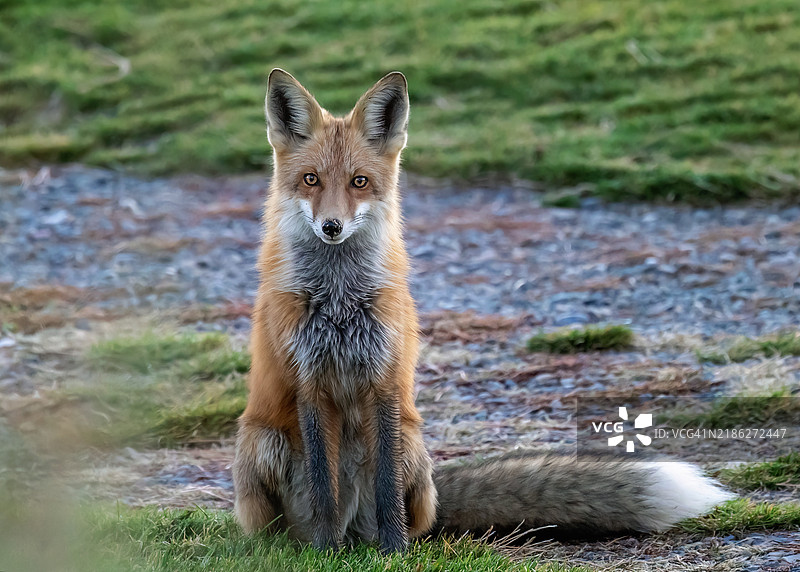 红狐狸在田野上的肖像，帕戈萨斯普林斯，科罗拉多州，美国图片素材