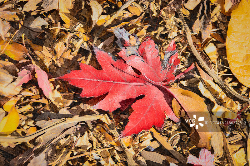 高角度视图的枫树叶，美国，USA图片素材