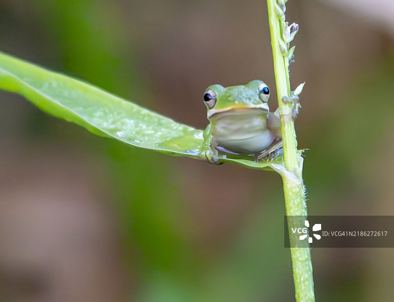 欧洲树蛙特写在叶子上，德克萨斯州休斯顿，美国图片素材