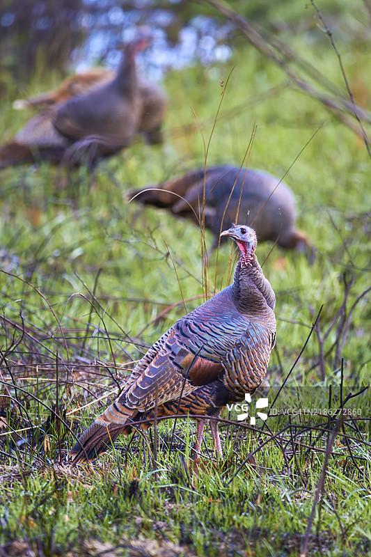 俄勒冈州的野鸡特写，位于美国。图片素材