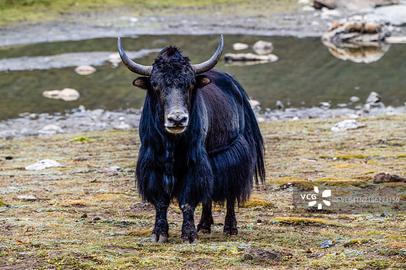 在田野上站立的水牛肖像图片素材