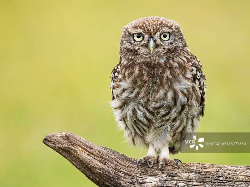 小猫头鹰栖息在木头上的特写肖像图片素材