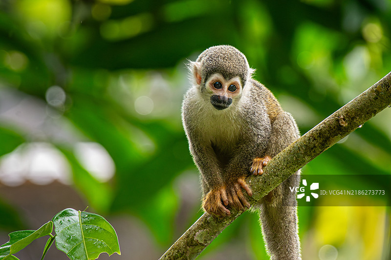 树上的狐猴特写图片素材