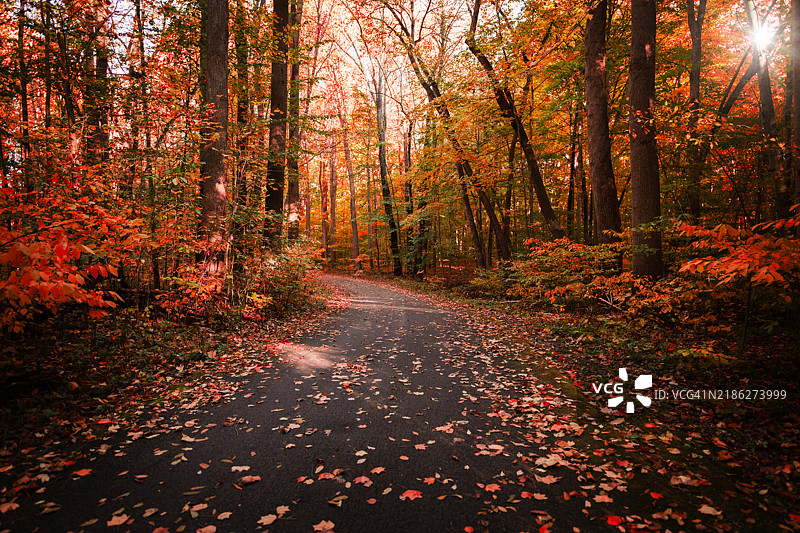秋天的森林中的树木，印第安纳州新卡莱尔，美国图片素材