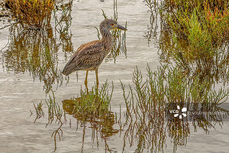 湖中苍鹭的高角度视图，加州亨廷顿海滩，美国图片素材