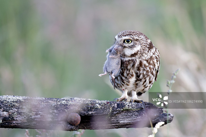 猫头鹰栖息在木头上的特写镜头图片素材