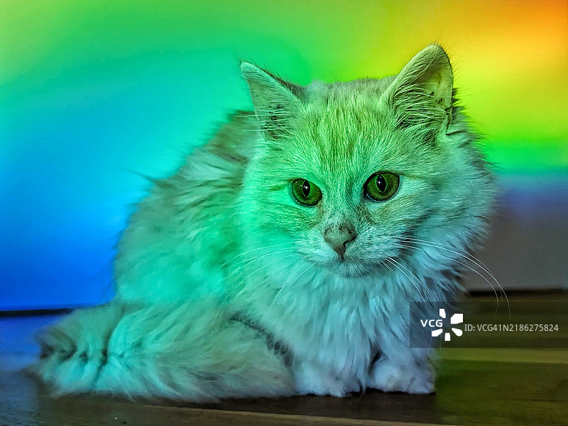 猫的特写肖像图片素材