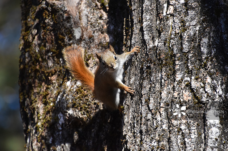 秋天的红松鼠图片素材