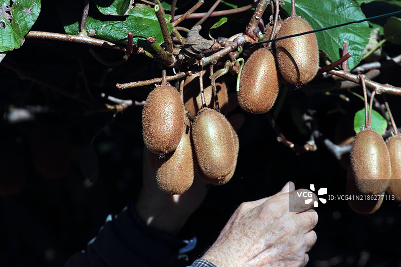 手握树上悬挂水果的特写镜头图片素材