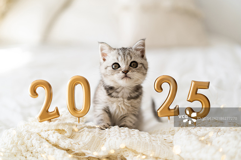 一只可爱的虎斑小猫坐在编织的毛毯上，洋溢着新年的快乐气氛，祝大家新年快乐。图片素材