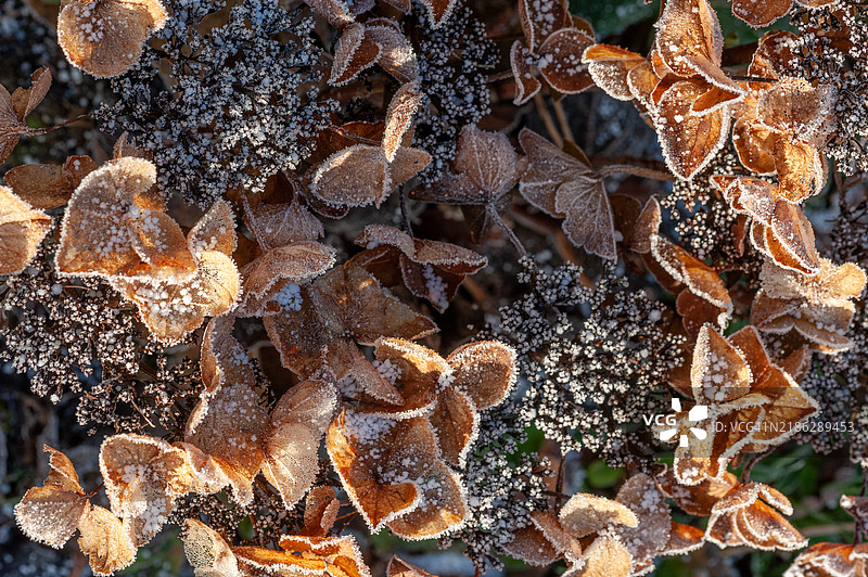 秋天的霜冻绣球花。图片素材
