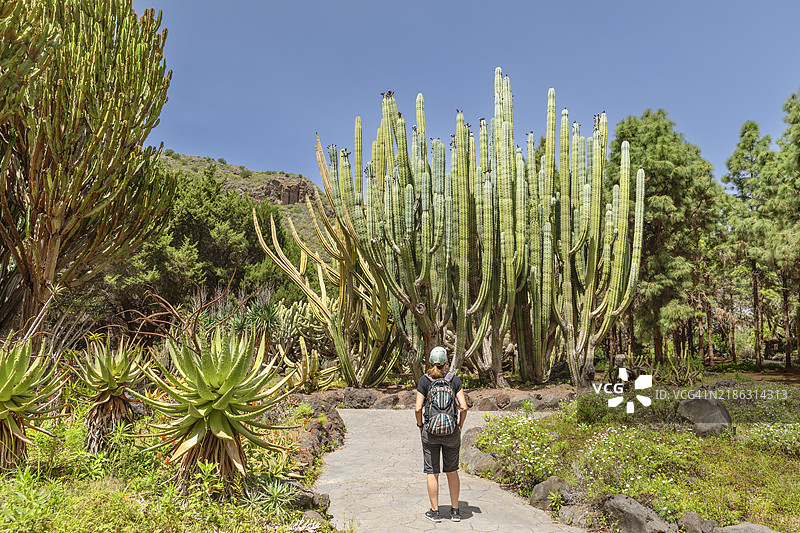 加那利群岛大加那利岛拉斯帕尔马斯附近的维埃拉与克拉维霍植物园图片素材