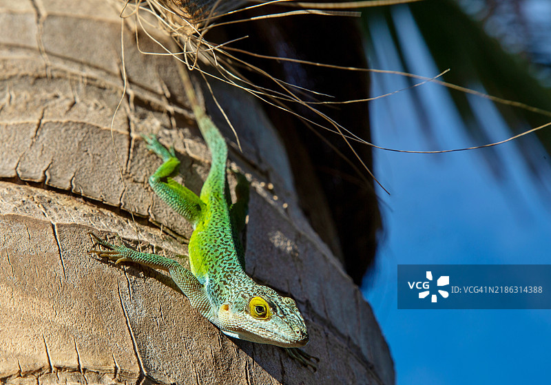 安提瓜变色龙蜥蜴（Anolis Leachii），百慕大，北大西洋，北美图片素材